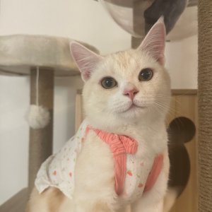 고양이 실종 브리티시쇼트헤어 경기도 용인시 처인구