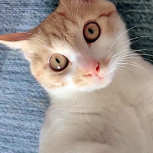 고양이 구조 기타묘종 경기도 오산시