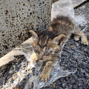 고양이 구조 기타묘종 서울특별시 중구