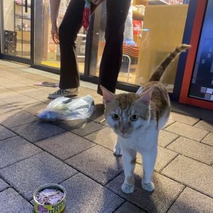 고양이 목격 기타묘종 경기도 안산시 단원구