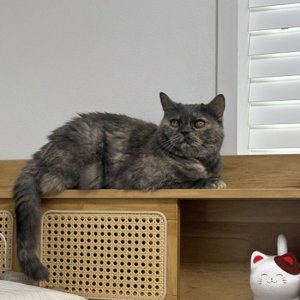 고양이 실종 기타묘종 경기도 군포시