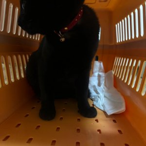 고양이 구조 기타묘종 대전광역시 대덕구