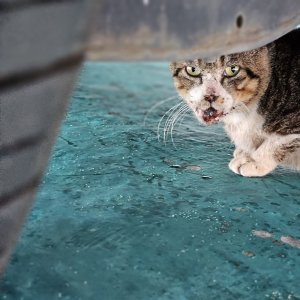고양이 구조 코리아쇼트헤어 부산광역시 동래구