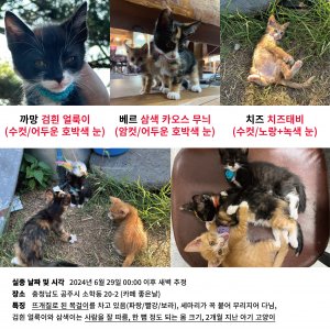 고양이 실종 코리아쇼트헤어 충청남도 공주시