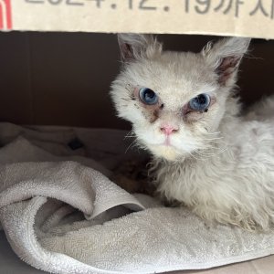 고양이 목격 페르시안 서울특별시 마포구
