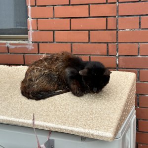 고양이 구조 기타묘종 부산광역시 영도구
