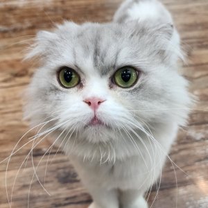 고양이 실종 기타묘종 경기도 부천시 원미구