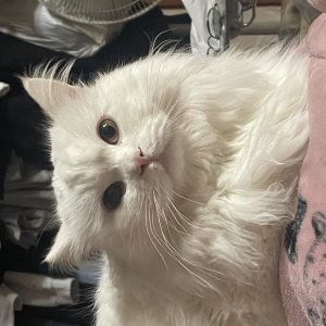 고양이 실종 페르시안 대전광역시 서구