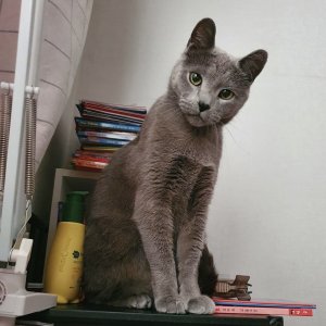 고양이 실종 러시안블루 경기도 양주시