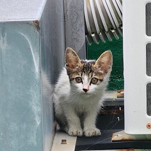 고양이 구조 기타묘종 경상남도 창원시 성산구