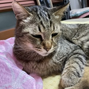고양이 실종 코리아쇼트헤어 충청남도 공주시