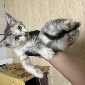 고양이 주인을 찾습니다 고양이 전단지