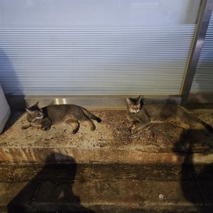 고양이 목격 아비시니안 서울특별시 동작구