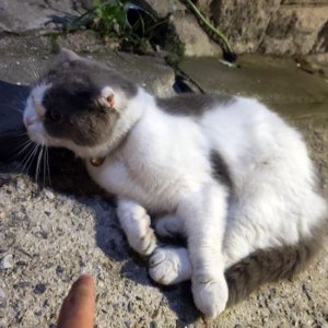 고양이 목격 기타묘종 서울특별시 성북구