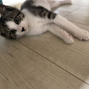 고양이 구조 코리아쇼트헤어 경기도 수원시 장안구