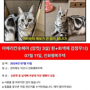 고양이 실종 아메리칸쇼트헤어 전라북도 익산시