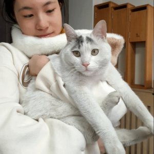 고양이 실종 코리아쇼트헤어 대구광역시 수성구
