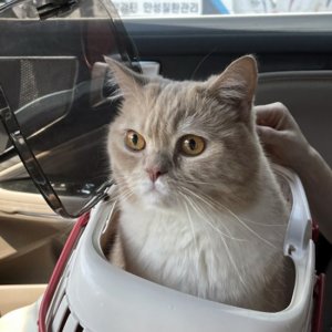 고양이 실종 브리티시쇼트헤어 경기도 용인시 처인구