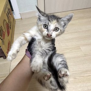 고양이 구조 코리아쇼트헤어 경기도 파주시