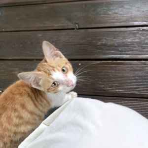 고양이 구조 아메리칸쇼트헤어 서울특별시 중랑구