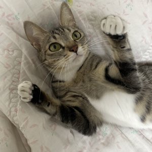 고양이 실종 코리아쇼트헤어 경상남도 김해시