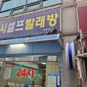 고양이 목격 러시안블루 서울특별시 동작구