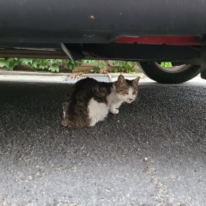 고양이 실종 코리아쇼트헤어 서울특별시 강북구