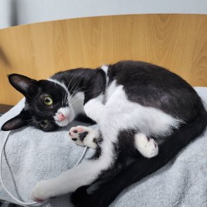 고양이 실종 코리아쇼트헤어 서울특별시 성북구