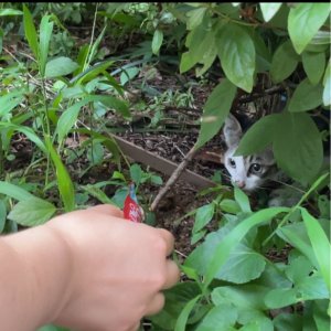 고양이 구조 기타묘종 서울특별시 양천구