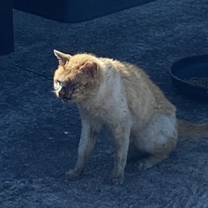 고양이 목격 기타묘종 전라남도 고흥군