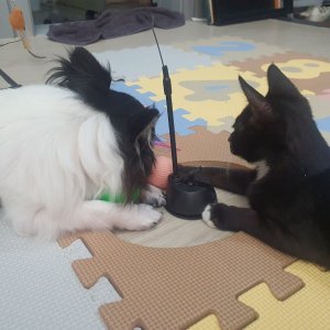 고양이 주인을 찾습니다 코리아쇼트헤어 서울특별시 광진구