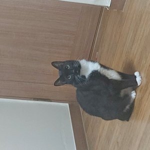 고양이를 찾습니다 코리아쇼트헤어 경기도 용인시 기흥구