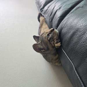 고양이 주인을 찾습니다 기타묘종 서울특별시 노원구