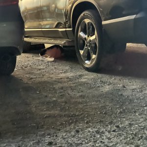 고양이 주인을 찾습니다 고양이 전단지