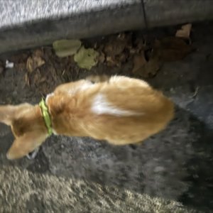 고양이 주인을 찾습니다 코리아쇼트헤어 대구광역시 수성구