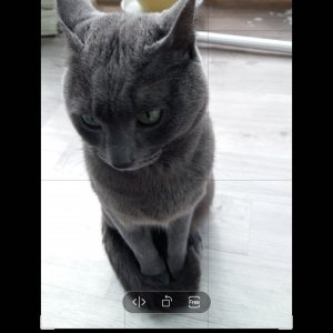 고양이 실종 러시안블루 충청남도 천안시 서북구
