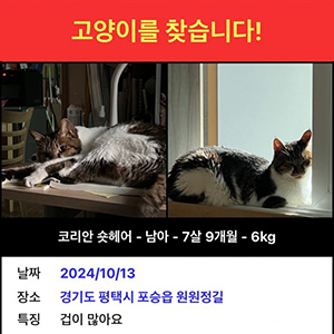 고양이 실종 코리아쇼트헤어 경기도 평택시