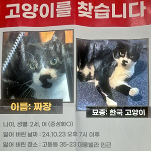 고양이 실종 코리아쇼트헤어 경기도 수원시 팔달구