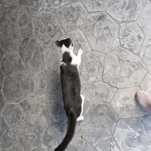 고양이 주인을 찾습니다 코리아쇼트헤어 경기도 안산시 상록구