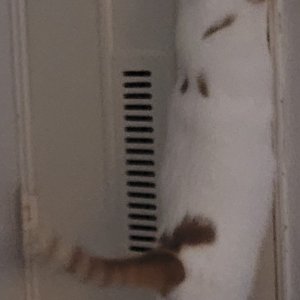 고양이를 찾습니다 브리티시쇼트헤어 광주광역시 북구