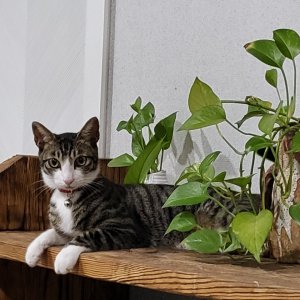 고양이 실종 코리아쇼트헤어 대구광역시 수성구