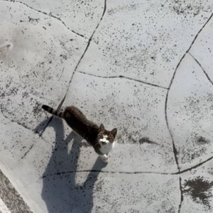 고양이 주인을 찾습니다 기타묘종 서울특별시 종로구