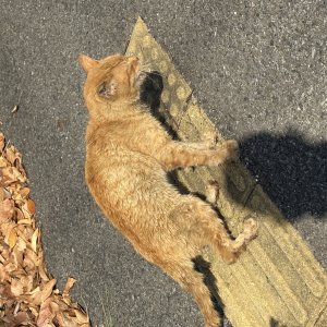 고양이 주인을 찾습니다 기타묘종 울산광역시 울주군