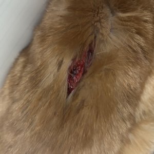 고양이 주인을 찾습니다 기타묘종 부산광역시 부산진구