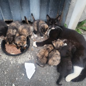 고양이 실종 코리아쇼트헤어 충청북도 청주시 흥덕구