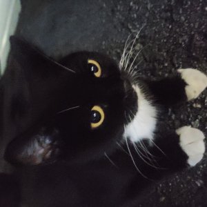 고양이를 찾습니다 고양이 전단지