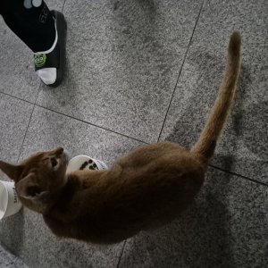 고양이 주인을 찾습니다 고양이 전단지