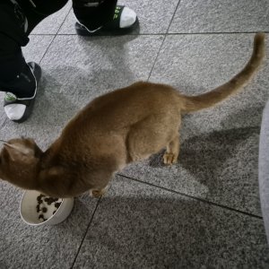 고양이 목격 기타묘종 경기도 평택시