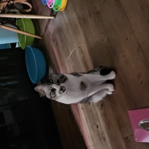 고양이를 찾습니다 고양이 전단지