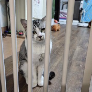 고양이 실종 코리아쇼트헤어 경기도 용인시 기흥구